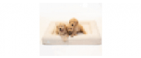 Cashback in Bluewater Dog US