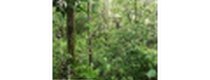 Cashback bei Forest Finance